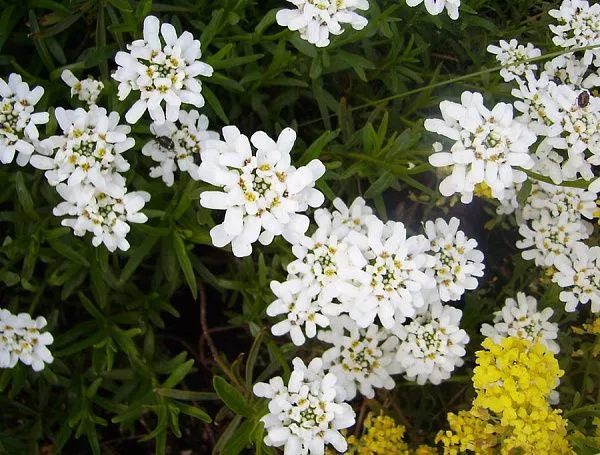 Иберис вечнозеленый Alexanders White купить