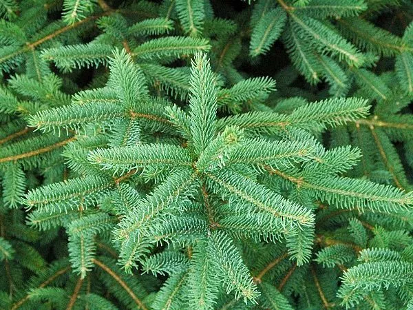 Ель Лицзянская Picea likiangensis var. montigena хвоя