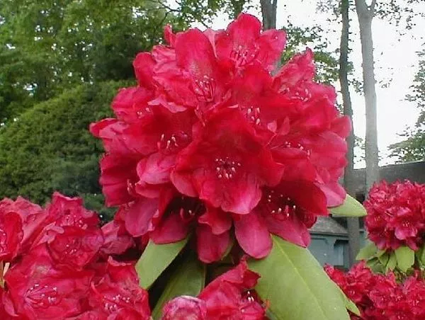Рододендрон гибридный "Francesca" (Францеска)