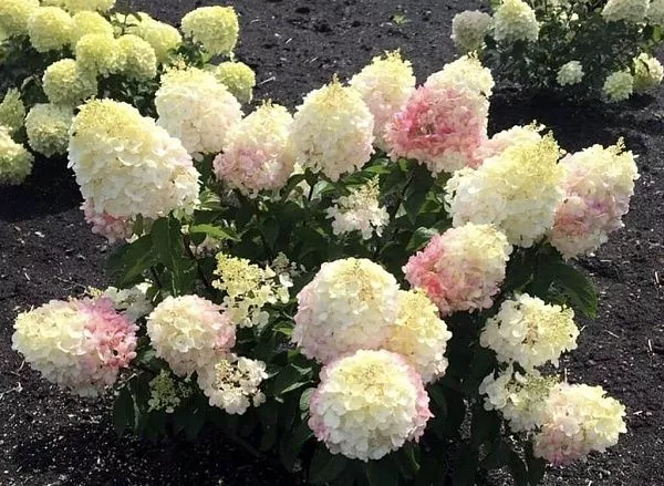 Гортензия метельчатая Little Blossom (Литл Блоссом)