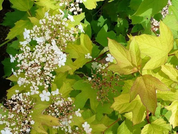 Калина обыкновенная "Park Harvest" (Парк Харвест)