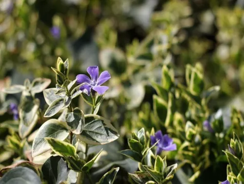 Барвинок большой "Variegata" (Вариегата)