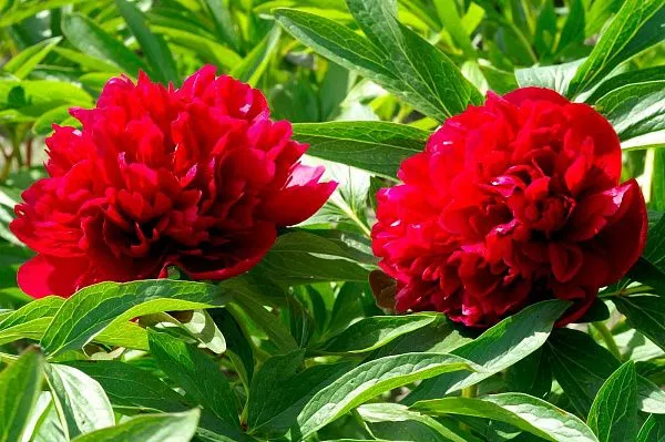 Пион молочноцветковый "Rubra Plena" (Рубра Плена)