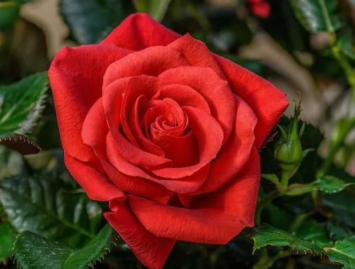 Роза "Red Rose" (Ред Роз)