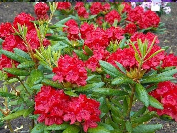 Рододендрон гибридный "Busuki" (Бусуки)