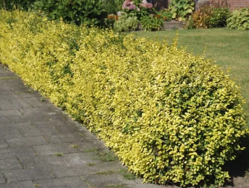 Бересклет форчуна / Euonymus fortunei