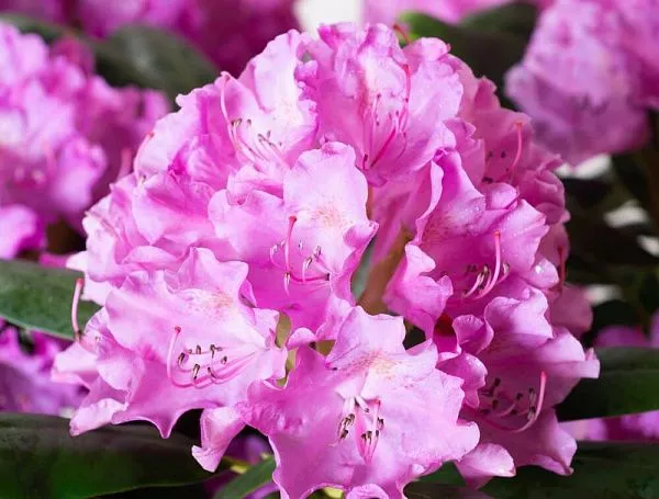 Рододендрон гибридный "English Roseum" (Инглиш Розеум)