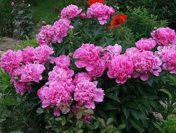 Пион молочноцветковый "Edulis" (Эдулис)