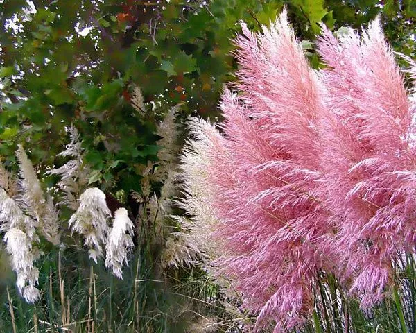 Кортадерия Rosea (Розеа)