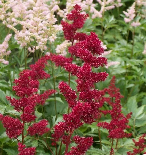Астильба Арендса "Burgundy Red" (Бургунди Ред)