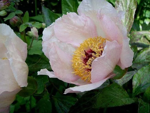 ПИОН МОЛОЧНОЦВЕТКОВЫЙ MAI FLEURI (МЕ ФЛЕРИ) саженцы