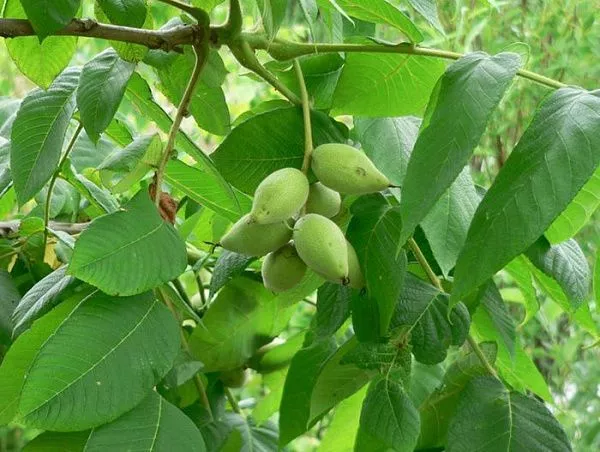 Орех Маньчжурский