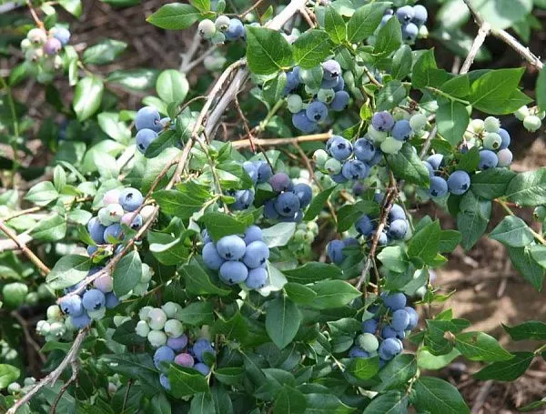 Голубика высокая "Denis Blue" (Денис блю) (средний)