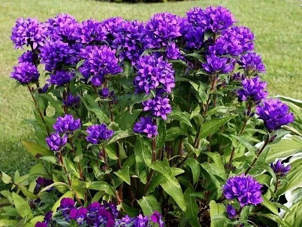 Колокольчик скученный "Speciosa" (Специоза)