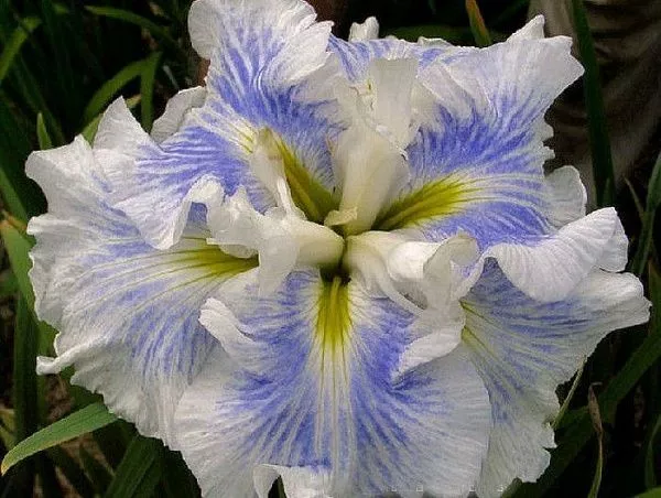 Ирис мечевидный "Ensata Wave Action" (Энсатьа Вэйв Экшн)