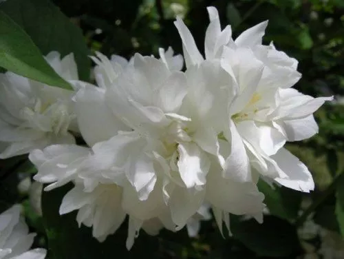 Чубушник Лемуана "Dame Blanche" (Дам Бланш)