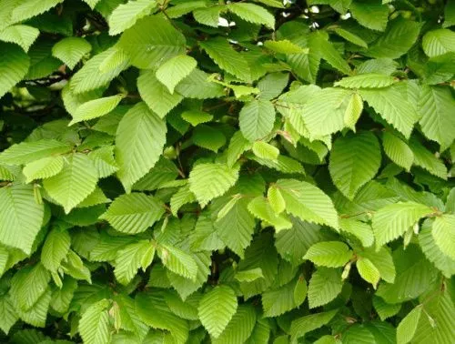 Граб обыкновенный / Carpinus betulus