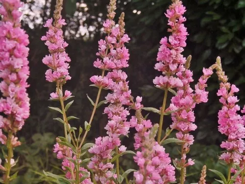 Дербенник иволистный "Blush" (Блаш)