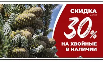 −30% НА ВСЕ ХВОЙНЫЕ