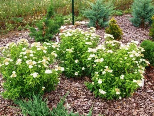 Спирея японская "Albiflora" (Альбифлора)