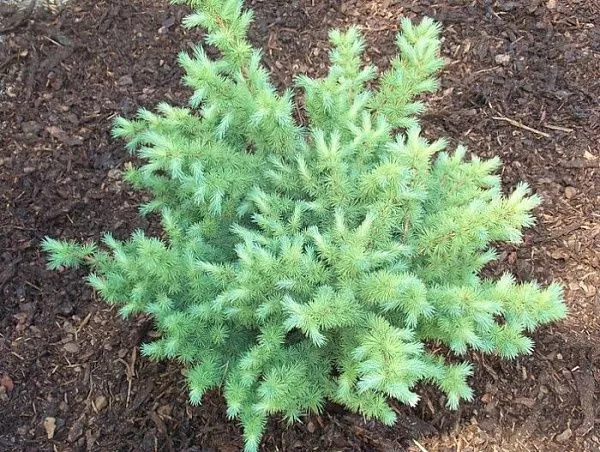 Лиственница тонкочешуйчатая "Grey Pearl" (Грей Перл)
