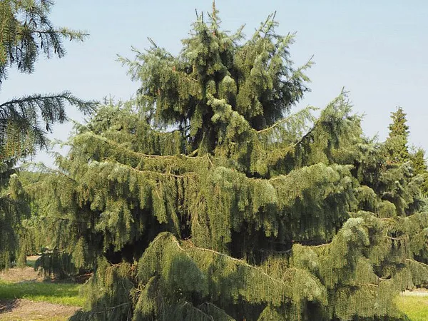 Ель Бревера/ Picea breweriana
