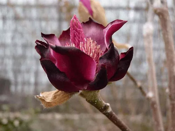 Магнолия Black Tulip (Блэк тулип)