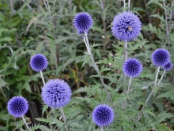 Мордовник "Taplow Blue" (Таплоу Блю)