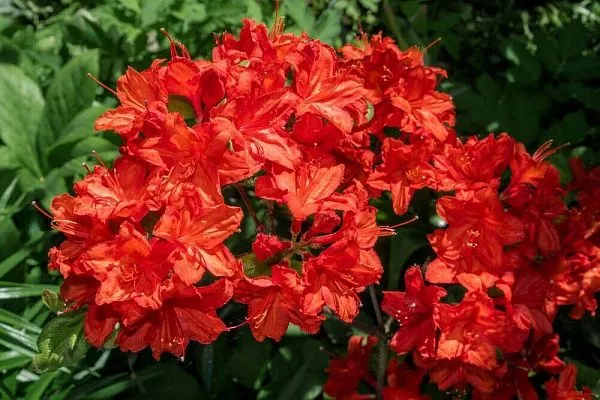 Азалия гибридная "Koster's Brilliant Red" (Костерс Бриллиант Ред)
