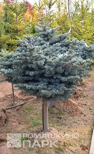 Ель колючая "Glauca Globosa" (Глаука Глобоза)