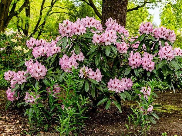 Rhododendron-Hybride-Danuta-TG-03