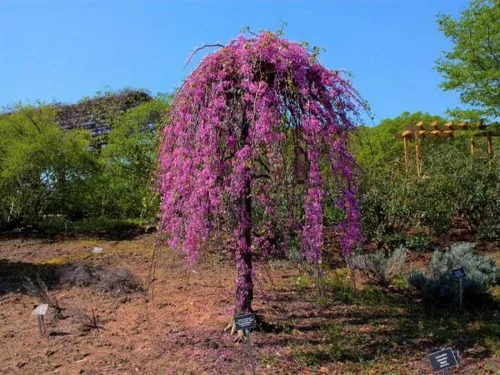 Багрянник (церцис) канадский "Lavender Twist" (Лавандер Твист)