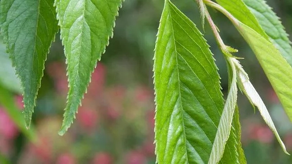 Вишня короткощетинистая «Pendula Plena Rosea» листья