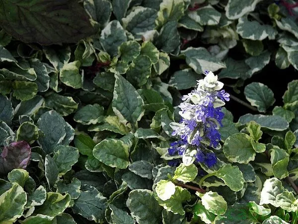 Живучка ползучая "Variegata" (Вариегата)