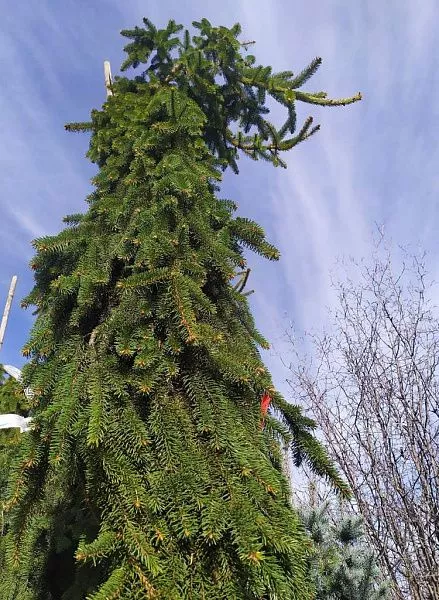 Ель обыкновенная Bohemica Pendula (Богемика Пендула) фото