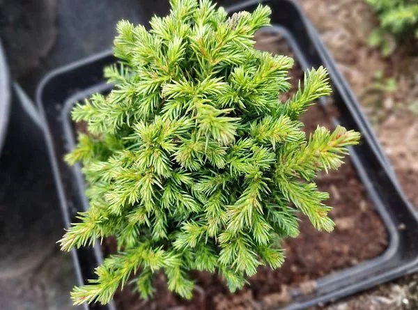 Криптомерия Green Pearl (Грин Пирл) в контейнере