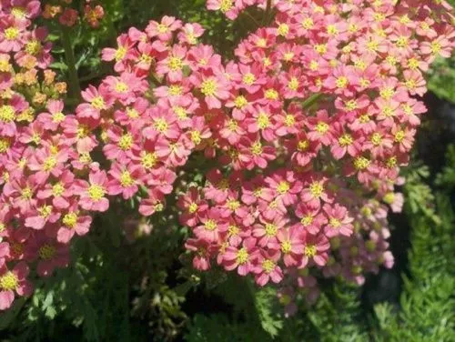 Тысячелистник парковый "Tutti Frutti Pink Grapefruit" (Тутти Фрутти Пинк Грейпфрут)