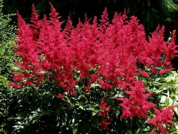 Астильба Арендса Burgundy Red