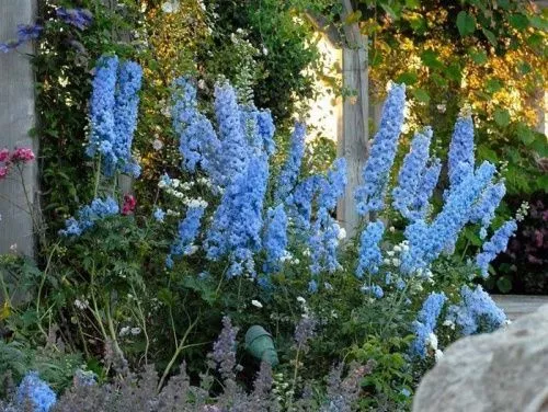 Дельфиниум гибридный "Blue Lace" (Блю Лейс)
