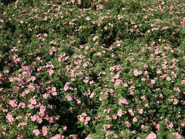 Лапчатка кустарниковая "Lovely Pink" (Лавли Пинк)