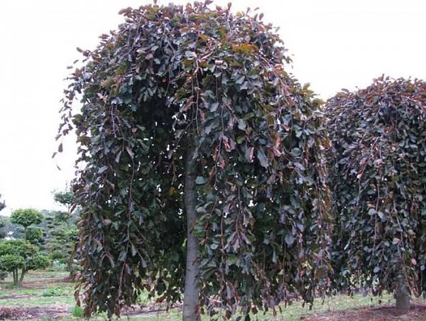 Бук Лесной "Purpurea Pendula" (Пурпуреа Пендула)