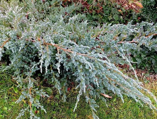 Можжевельник чешуйчатый Meyeri (Майери) саженцы