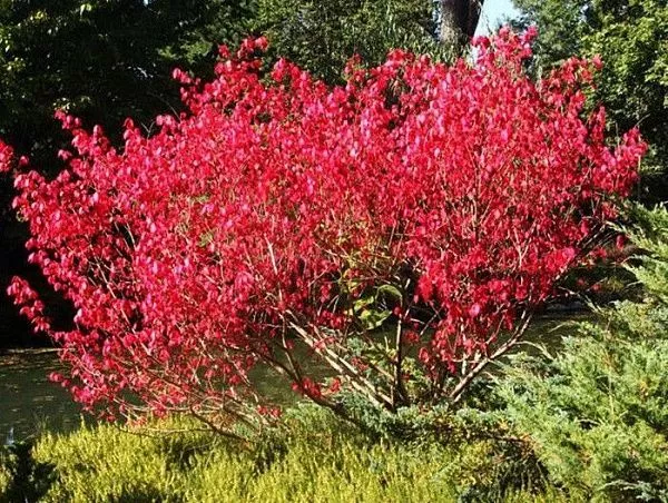 Бересклет европейский "Red Cascade" (Ред Каскад)