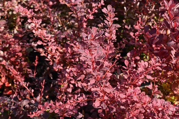 Барбарис тунберга Rose Glow (Роуз Глоу) Кустарник