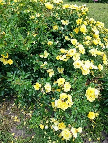 Роза Sonnenschirm (Зонненширм) куст