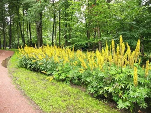 Бузульник Пржевальского / Ligularia przewalskii