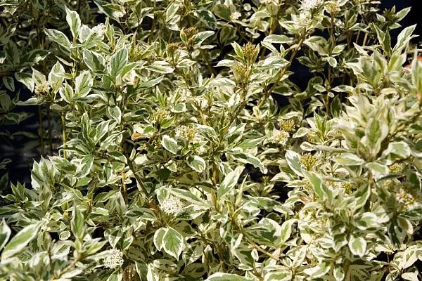 Дерен отпрысковый White Gold (Вайт Голд)