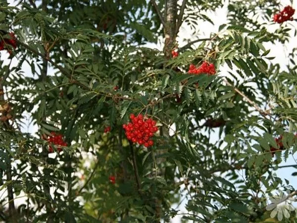 Рябина обыкновенная "Asplenifolia" (Аспленифолия)