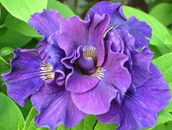 Ирис сибирский "Ruffled Plus" (Руффлед Плюс)