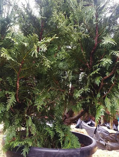 Кипарисовик нутканский Lutea (Лютеа)